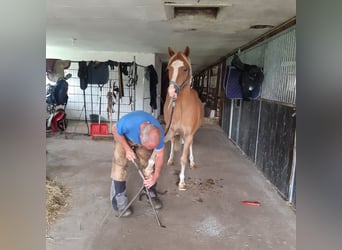 Welsh-C, Hongre, 4 Ans, 140 cm, Alezan