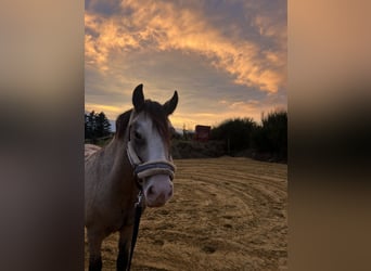 Welsh-C, Hongre, 5 Ans, 130 cm, Buckskin