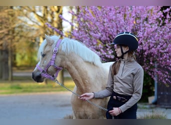 Welsh-C, Hongre, 5 Ans, 132 cm, Palomino