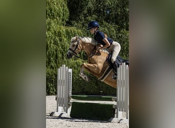 Welsh-C, Hongre, 5 Ans, 133 cm, Palomino