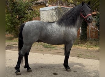 Welsh-C Croisé, Hongre, 5 Ans, 133 cm, Rouan bleu