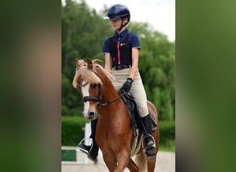 Welsh-C, Hongre, 5 Ans, 135 cm, Alezan