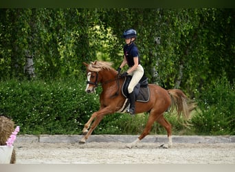 Welsh-C, Hongre, 5 Ans, 135 cm, Alezan