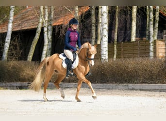 Welsh-C, Hongre, 5 Ans, 136 cm, Alezan