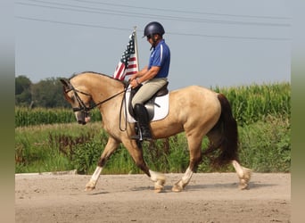 Welsh-C, Hongre, 5 Ans, 142 cm, Buckskin