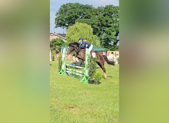 Welsh-C, Hongre, 5 Ans, 143 cm, Noir