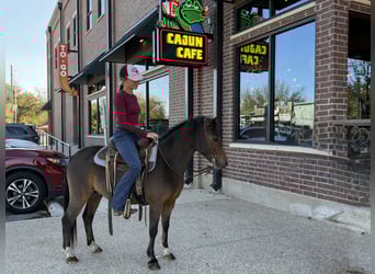 Welsh-C, Hongre, 6 Ans, 112 cm, Bai cerise