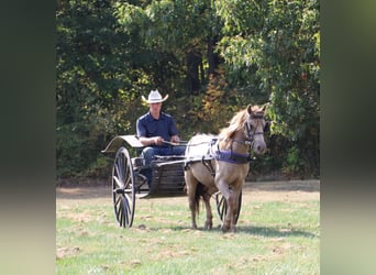 Welsh-C, Hongre, 6 Ans, 124 cm, Champagne