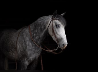 Welsh-C Croisé, Hongre, 6 Ans, Gris pommelé