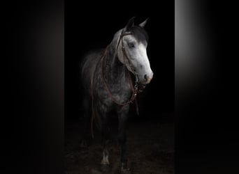 Welsh-C Croisé, Hongre, 6 Ans, Gris pommelé