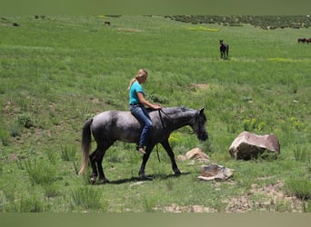 Welsh-C Croisé, Hongre, 6 Ans, Gris pommelé