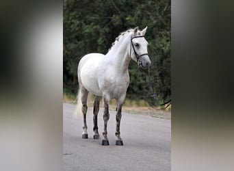 Welsh-C, Hongre, 7 Ans, 131 cm, Gris pommelé