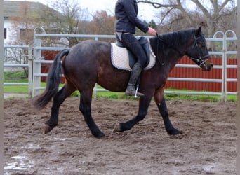 Welsh-C Croisé, Hongre, 8 Ans, 148 cm, Rouan Rouge