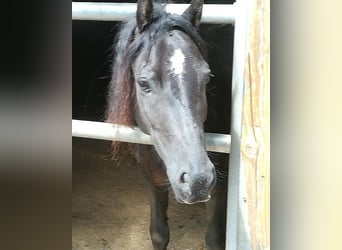 Welsh-C, Hongre, 9 Ans, 134 cm, Noir