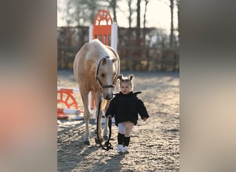 Welsh-C, Jument, 10 Ans, 136 cm, Palomino