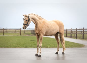 Welsh-C, Jument, 10 Ans, 136 cm, Palomino