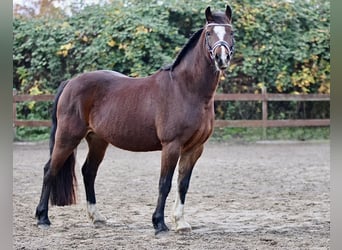 Welsh-C, Jument, 10 Ans, 138 cm, Bai