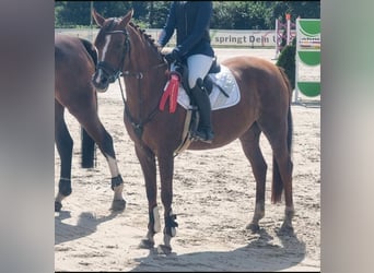 Welsh-C, Jument, 10 Ans, 146 cm, Alezan brûlé