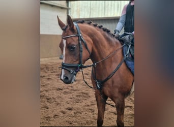 Welsh-C, Jument, 10 Ans, 146 cm, Alezan brûlé