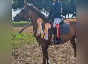 Welsh-C, Jument, 10 Ans, 146 cm, Alezan brûlé