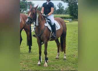 Welsh-C, Jument, 10 Ans, 146 cm, Alezan brûlé