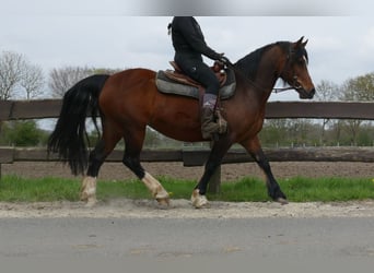 Welsh-C, Jument, 12 Ans, 138 cm, Bai