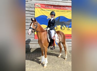 Welsh-C, Jument, 13 Ans, 132 cm