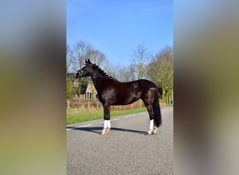 Welsh-C, Jument, 14 Ans, 133 cm, Noir