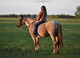 Welsh-C, Jument, 15 Ans, 132 cm, Rouan Rouge