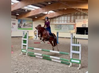 Welsh-C, Jument, 15 Ans, 136 cm, Alezan brûlé