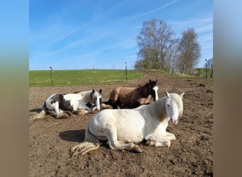 Welsh-C Croisé, Jument, 16 Ans, 135 cm, Gris