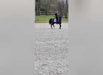 Welsh-C, Jument, 17 Ans, 141 cm, Noir