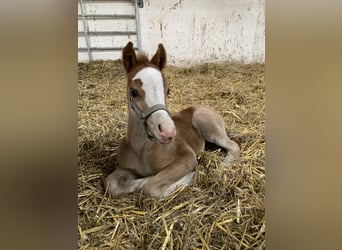 Welsh-C, Jument, 1 Année, Alezan