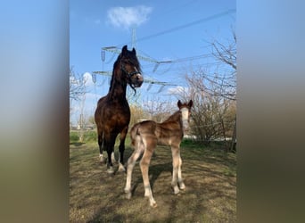 Welsh-C, Jument, 1 Année, Alezan