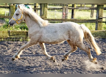 Welsh-C, Jument, 2 Ans, 135 cm, Palomino