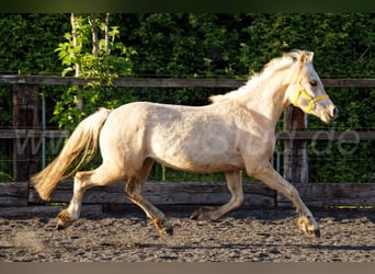 Welsh-C, Jument, 2 Ans, 135 cm, Palomino