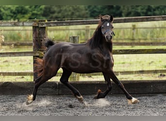 Welsh-C, Jument, 3 Ans, 135 cm, Bai brun foncé