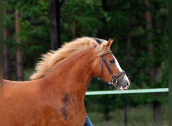 Welsh-C, Jument, 3 Ans, 140 cm, Alezan