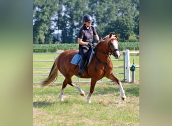 Welsh-C, Jument, 3 Ans, 140 cm, Alezan