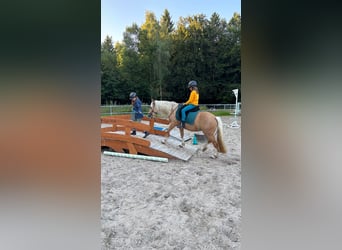 Welsh-C, Jument, 4 Ans, 131 cm, Palomino