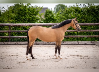 Welsh-C, Jument, 4 Ans, 136 cm, Buckskin