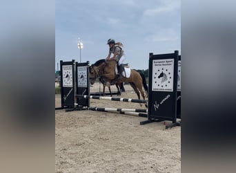 Welsh-C, Jument, 4 Ans, 136 cm, Buckskin