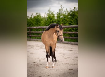 Welsh-C, Jument, 4 Ans, 136 cm, Buckskin