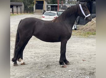 Welsh-C, Jument, 4 Ans, 137 cm, Noir
