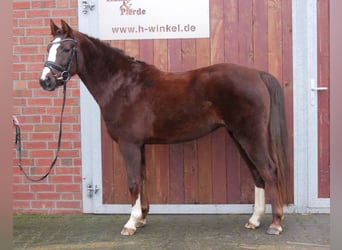 Welsh-C, Jument, 4 Ans, 145 cm, Alezan brûlé