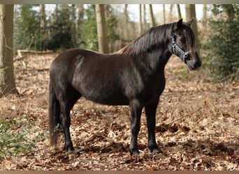 Welsh-C, Jument, 5 Ans, 137 cm, Noir