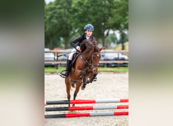 Welsh-C, Jument, 5 Ans, 140 cm, Bai