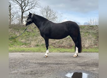 Welsh-C, Jument, 5 Ans, 144 cm, Noir