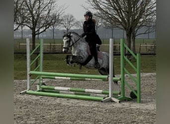 Welsh-C, Jument, 6 Ans, 132 cm, Gris