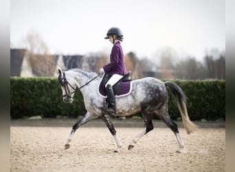 Welsh-C, Jument, 6 Ans, 132 cm, Gris